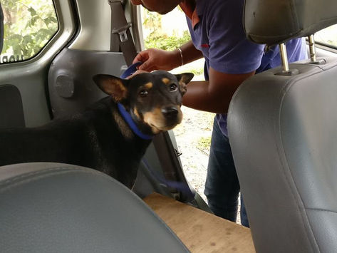 The lovers are gone!