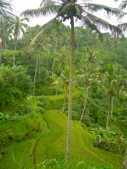 Ricefields