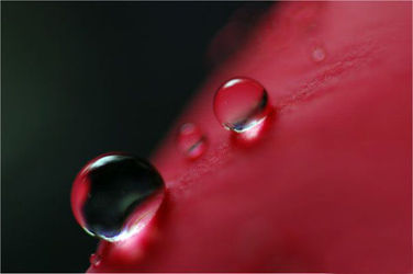 Baiser de rosée