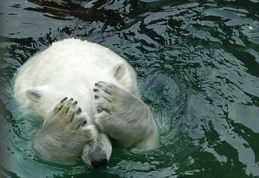 Jour d’ours