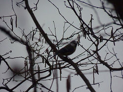 Message de mésange
