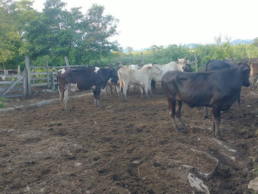 Polícia encontra rebanho furtado e devolve gado a produtor no Sul do ES.
