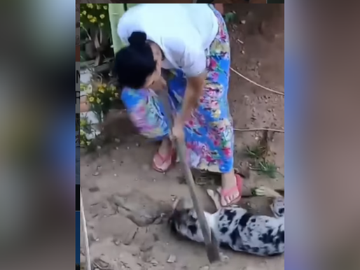 Revolta no ES: mulher é investigada após matar cachorro com golpes de machado.