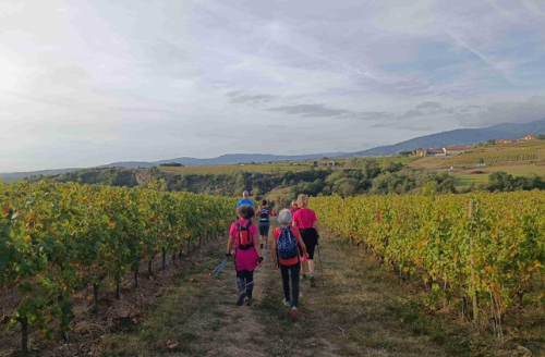 Randonnée dans les vignes