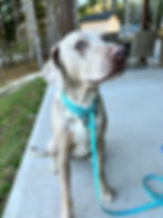 Thumbnail: Slip Leash