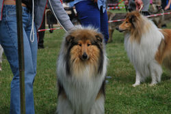 CACIB Kraków -kl.championów -dosk.