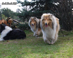 FANCY FREE Fatransky Sen_MILKA Różany Gaj