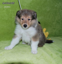 BIANKA3