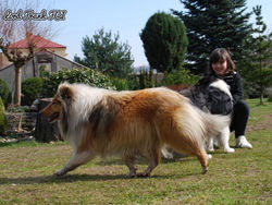 FANCY FREE Fatransky Sen