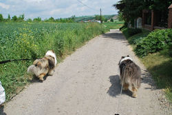 FRANK i ELTON na trasie