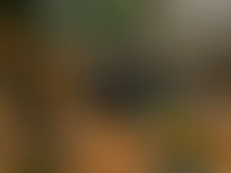 A cozy wood cabin in the woods in fall