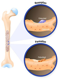 osteoblas and osteoclast image.jpeg