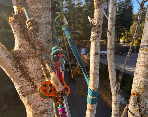 Tree Pruning