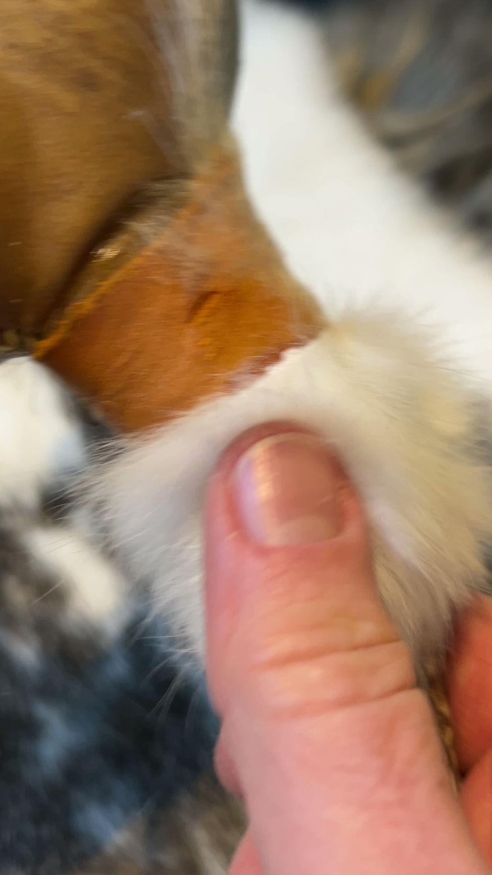 Thumbnail: Horse hide and deer antler rattle filled with clear quartz with fur trim