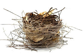 birds.nest.jpg