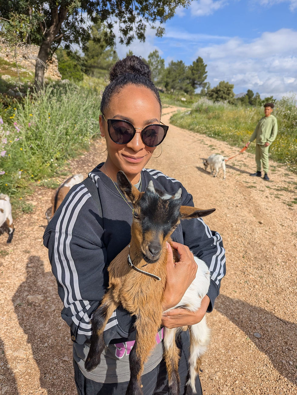 Baby pygmy goats walk with Euro Goat Trekkers in the mountains of the Costa Blanca, Spain.