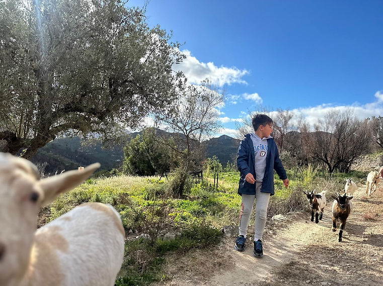 A boy is running with free goats, Costa Blanca, spain