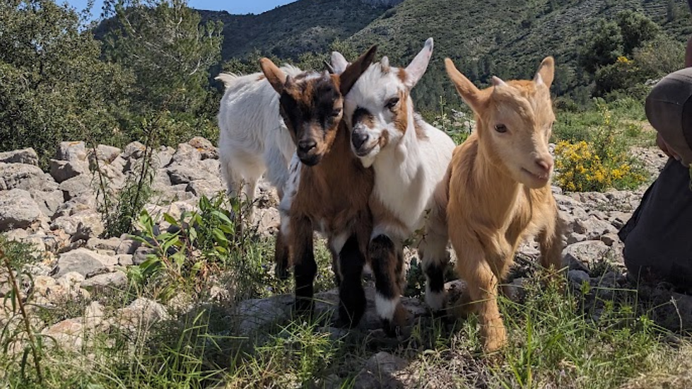 Cabres-pigmees-euro-goat-trekkers.png