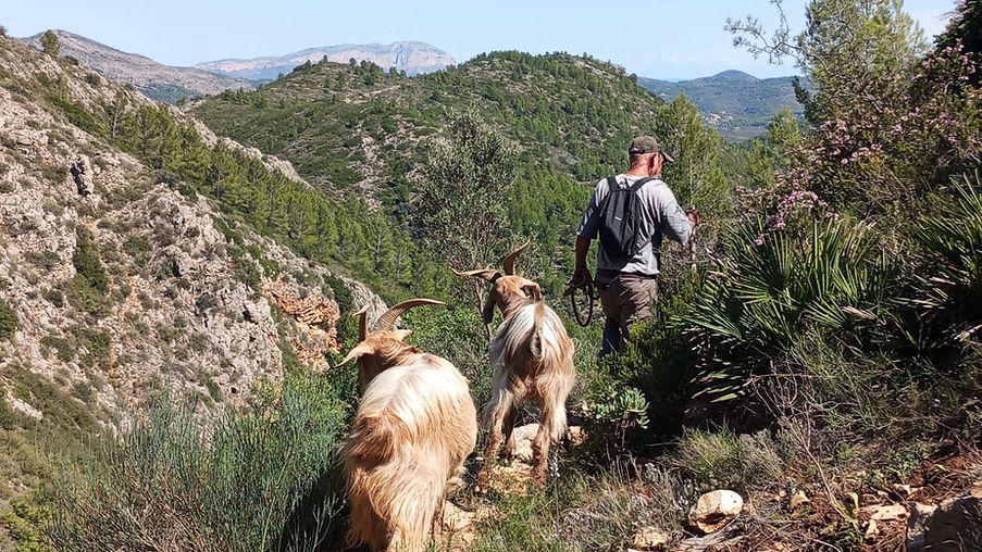 Don Henderson of Euro Goat Trekkers walking in the mountains with goats