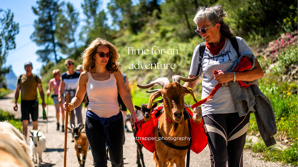Baby goats are being carried by a large adult male goat on a walk in Tarbena