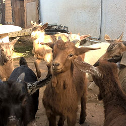 Euro Goat Trekkers, Eco-tourism, Costa Blanca, Spain