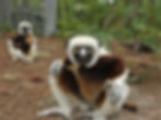 A sifaka (pictured, which the kidoky is sometimes compared to