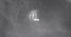 The head of the creature caught on trail