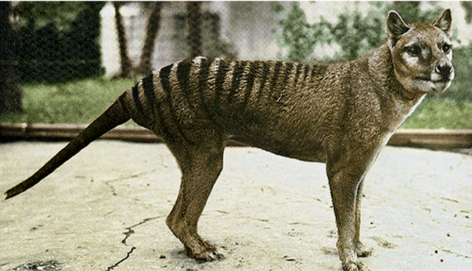 Thylacine