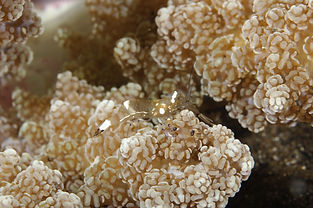 _74A4241 r peacok tail cleaner shrimp.JPG