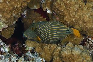 _74A1892 r balliste ondulé.JPG