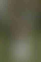 bride and groom have their wedding portraits outdoors at the Delamater House