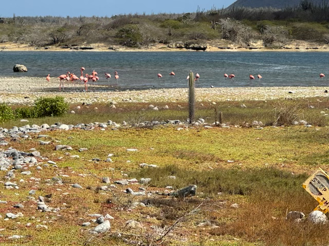 Flocks of flamingos!