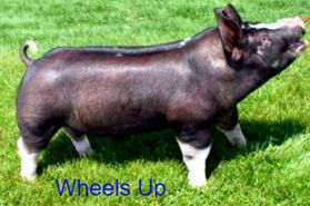 wheels-up-1-9f.jpeg