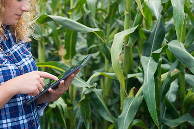 girl-farmer-with-tablet-standing-corn-fi