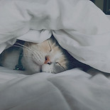 Cat sitter edmonton