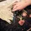 Thumbnail: Garden Scissors Walnut