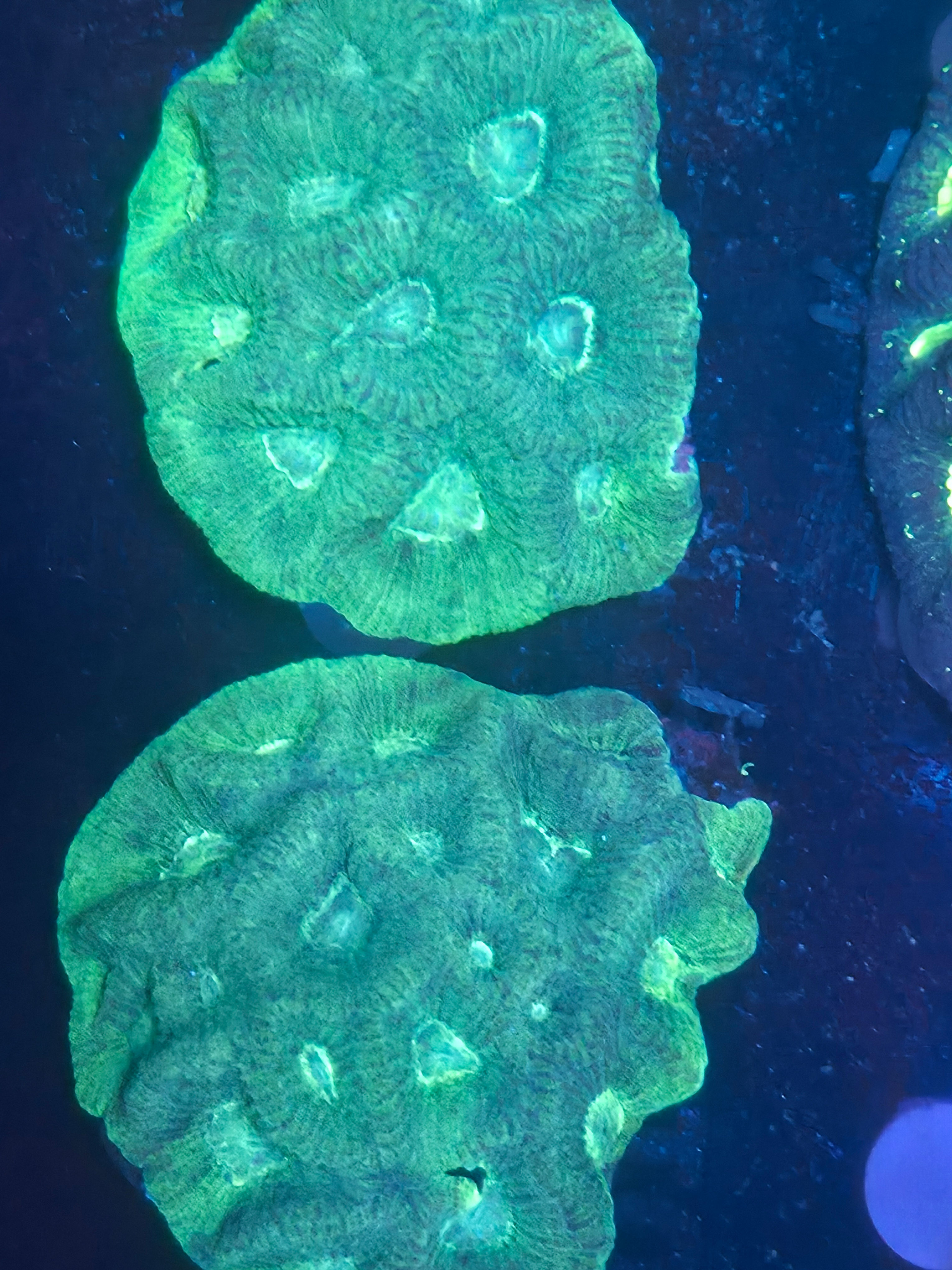 Goniastrea