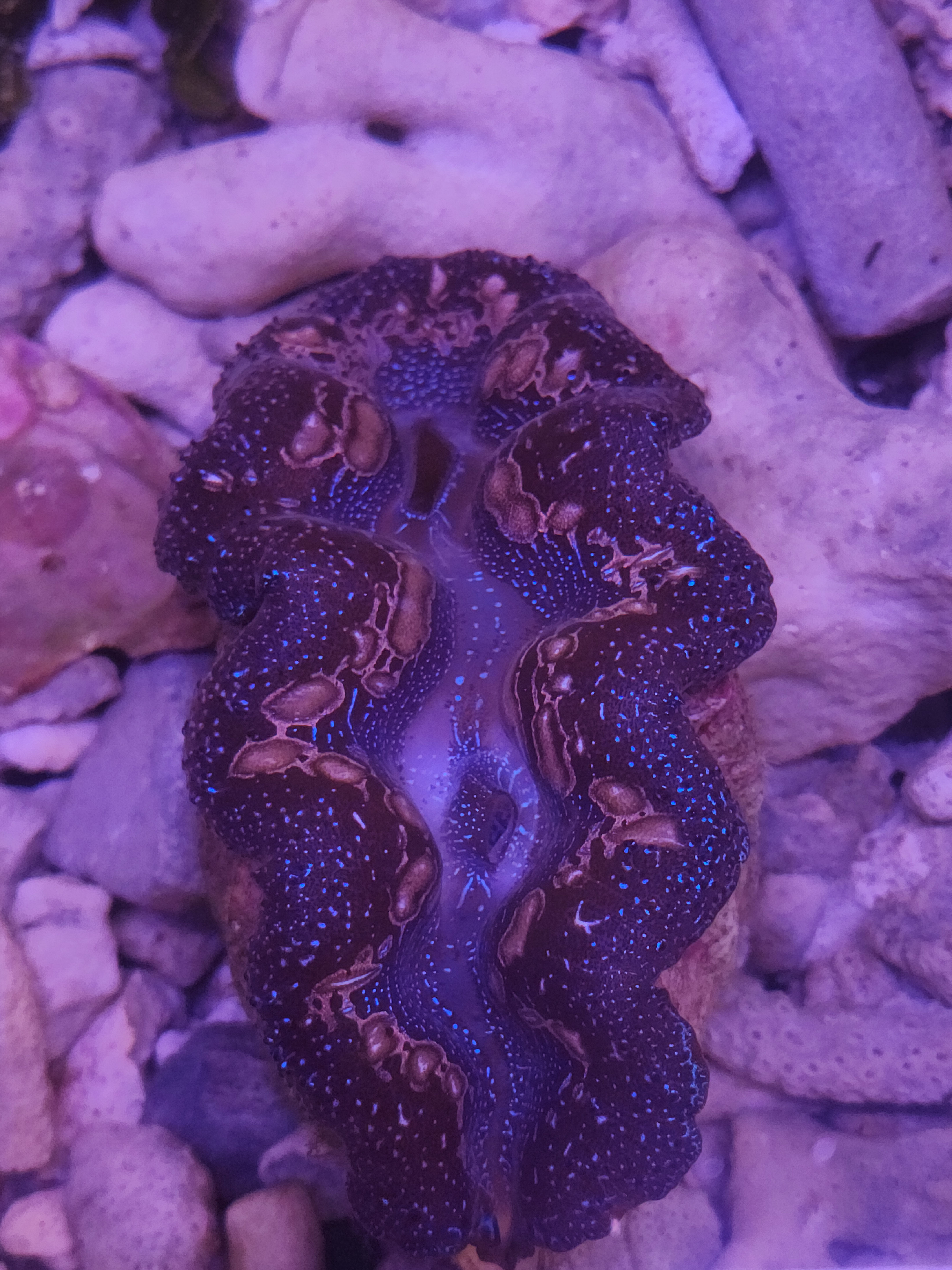 Crocea Clam