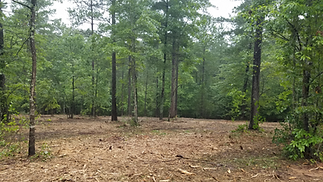Sustainably cleared land with forestry mulching