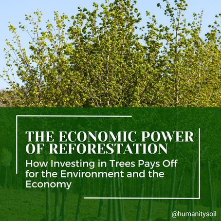The Economic Power of Reforestation