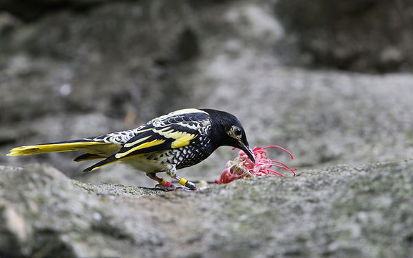 Katoomba locksmith on Katoomba street