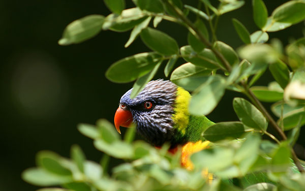 Katoomba locksmith on Katoomba street