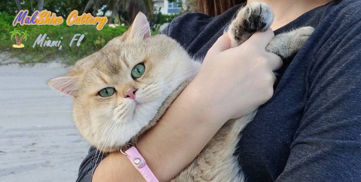 British Shorthair Cats in Miami