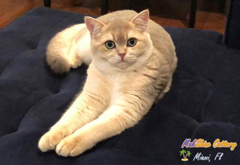 British Shorthair Cats in Miami