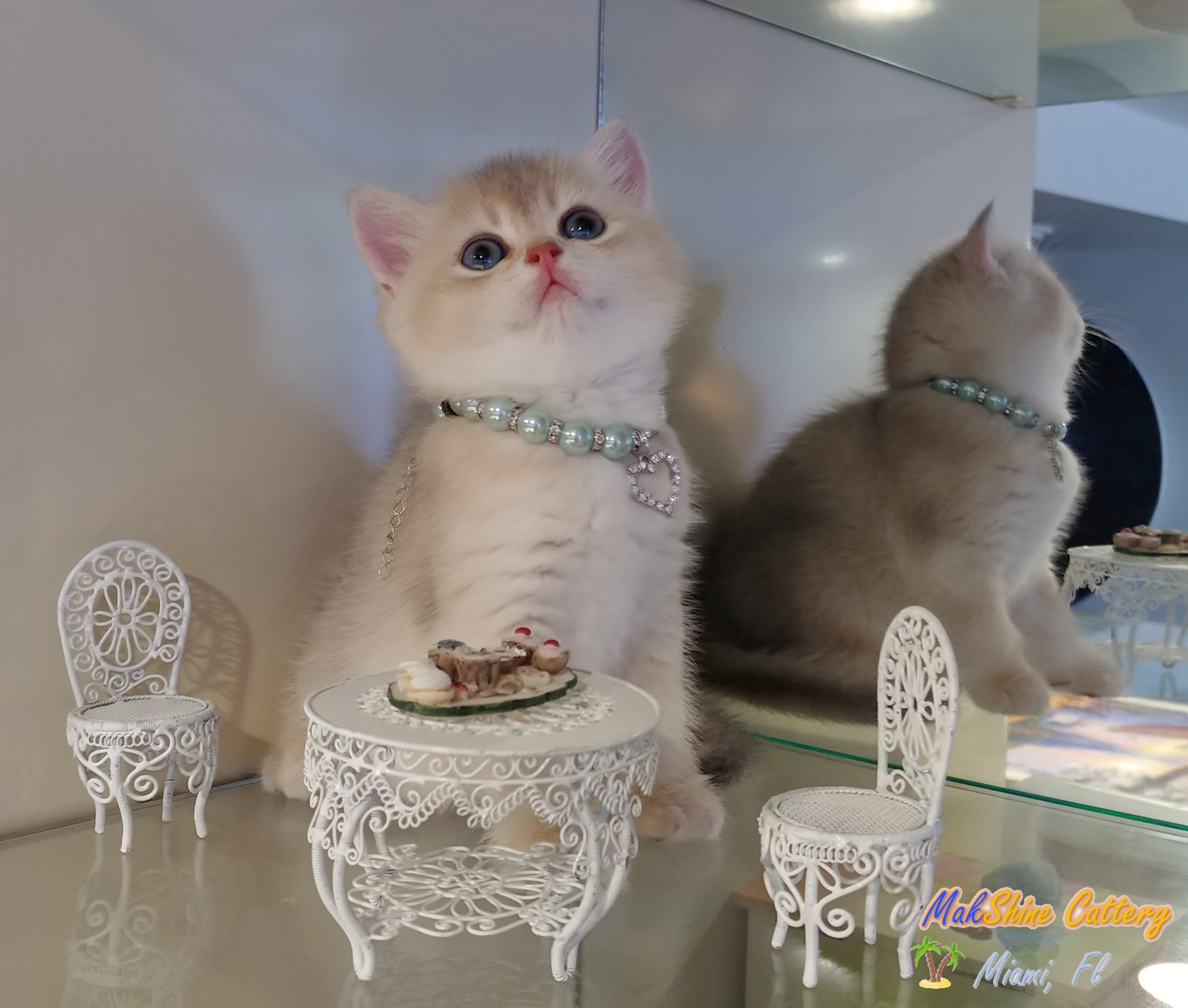British Shorthair Cats in Miami