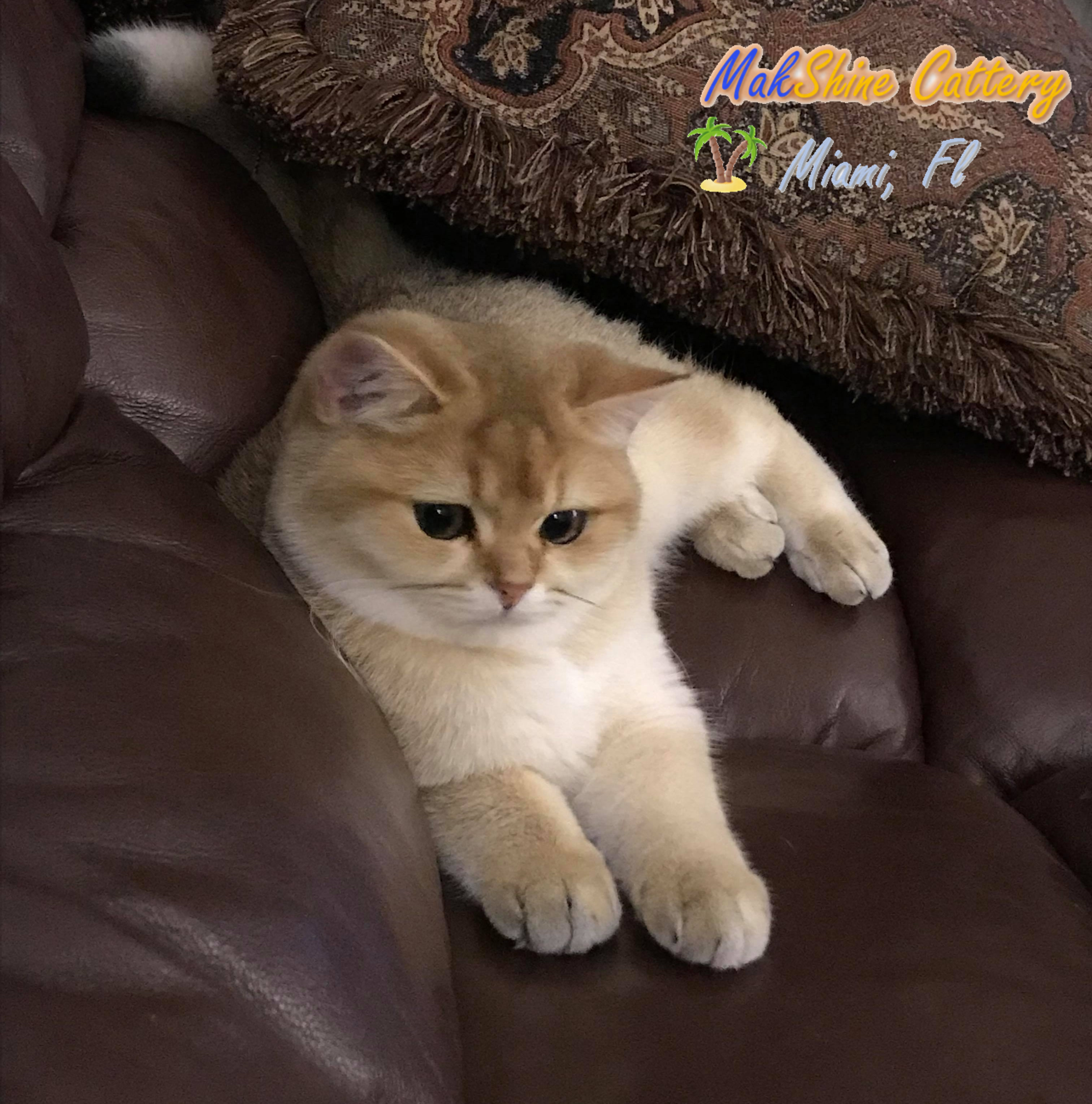 British Shorthair Cats In Miami