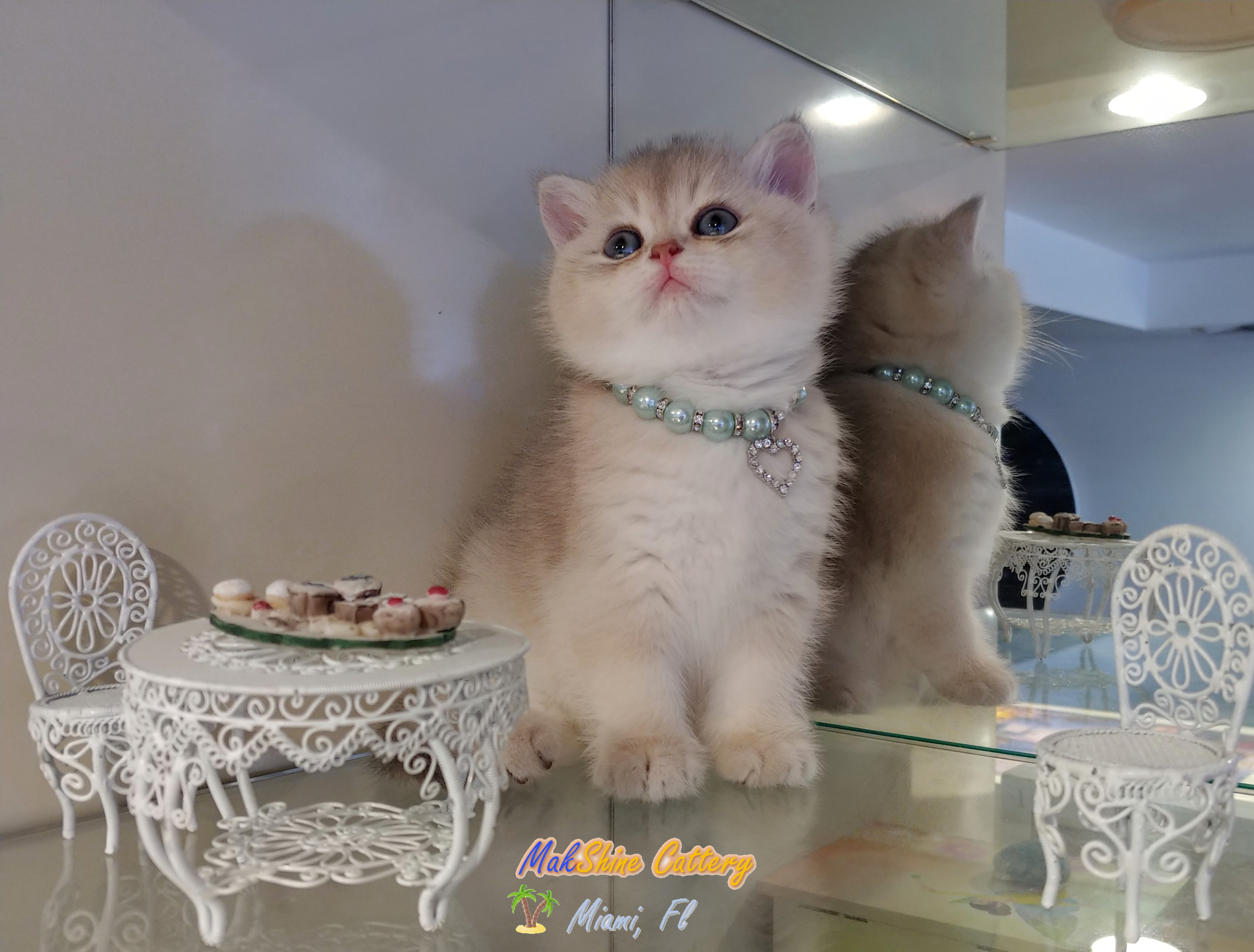 British Shorthair Cats in Miami