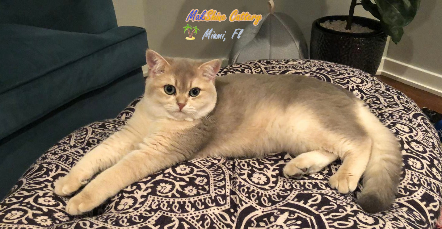 British Shorthair Cats in Miami