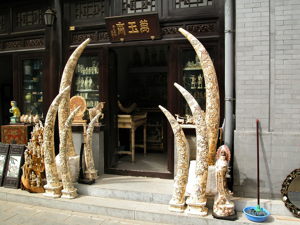 Elephant tusks are highly sought after for use in Chinese sculpture, name seals and jewelry, and according to a survey conducted by the Convention on International Trade in Endangered Species CITES, rising demand in China`s black market has become the most powerful drive for the illegal international ivory trade. Often carvings are made only of illegal elephant tusks with surfaces that look old and have a darker yellow color, which may convince potential buyers that the pieces are antique or mammoth ivory.