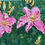 Thumbnail: Pink Lilies | 7x14in | Framed Oil Painting
